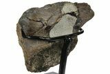 Hadrosaur (Hypacrosaur) Cervical Vertebra - Montana #131995-5